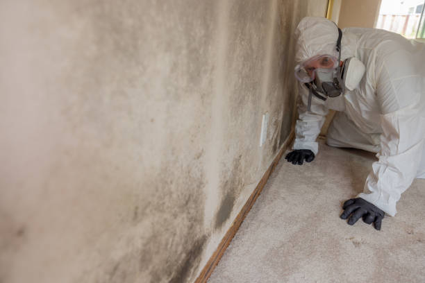 Best Mold Removal for HVAC Installations  in Kemmerer, WY